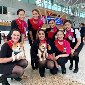 Dogs and Airport Staff