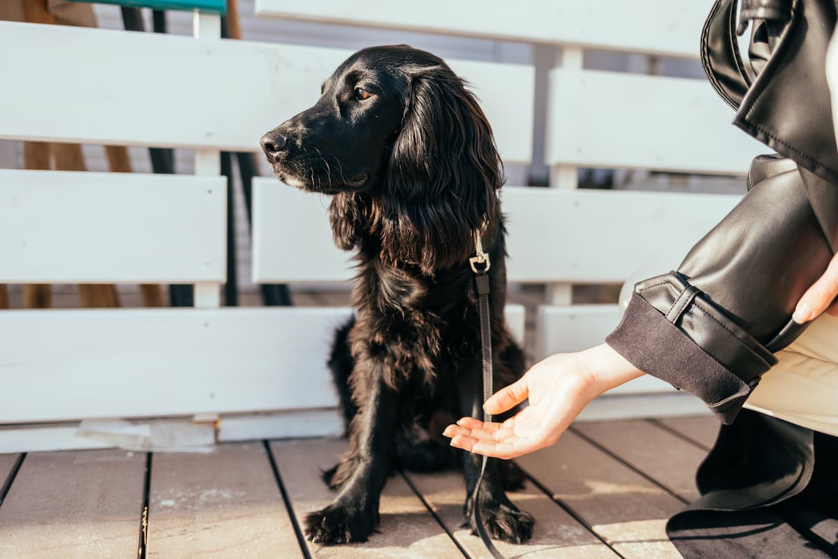 do dogs get mad at their owners?