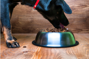 Dog Curing Their Scratching Urge with Diet