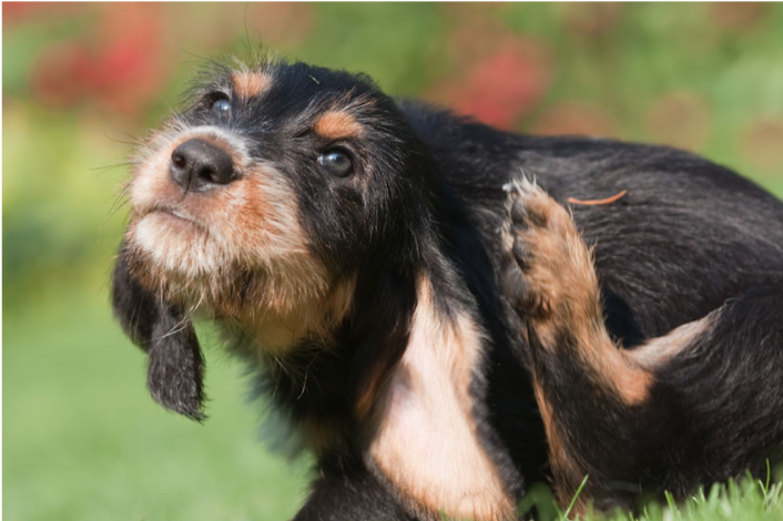 Why Do Dogs Constantly Scratch Their Ears