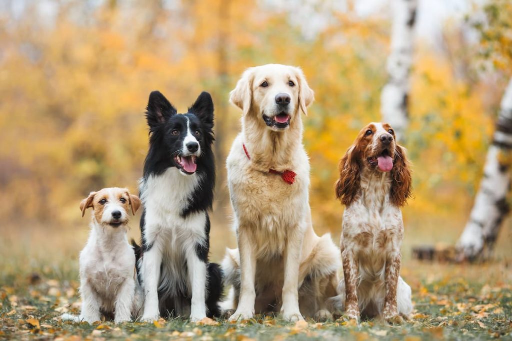 life span of different dog breeds