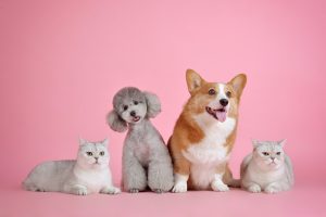 How to care for multiple pets in one Sitting