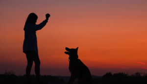 Dog Trainer Advice for Pet Sitting