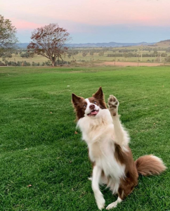 Long Weekend Border Collie