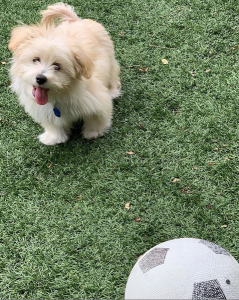 Moodle with Soccer Ball