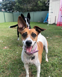 Long Weekend: Jack Russell Terrier