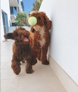 Labradoodles with Tennis Ball