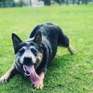 Long Weekend Cattle Dog