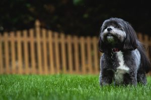 5 Tips to Stop Your Neighbours Complaining about Your Dog