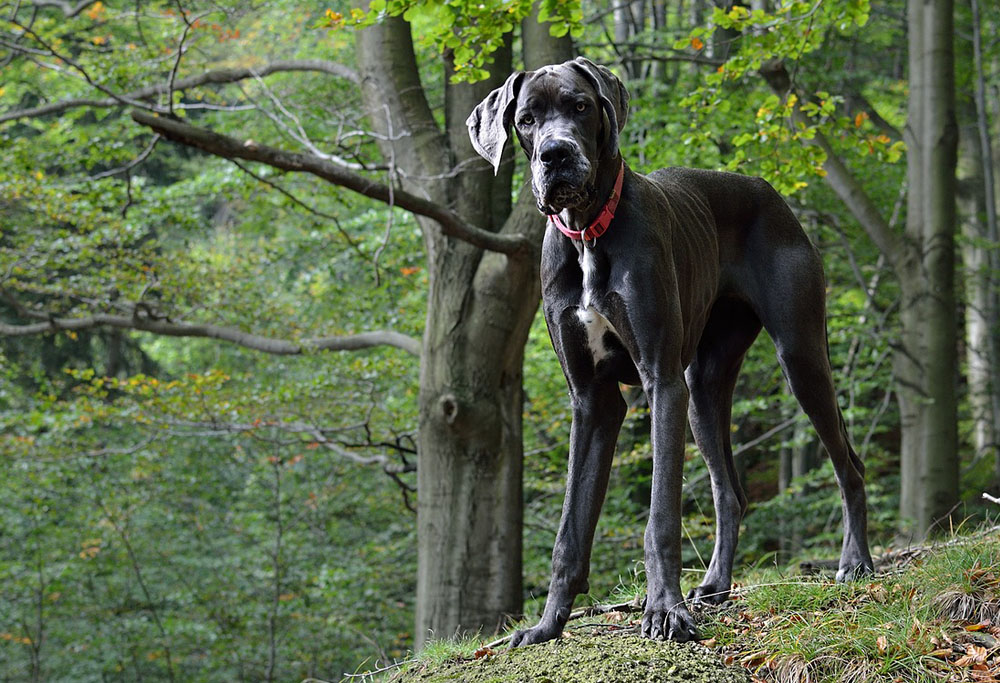 Great Dane Dog Breed Information