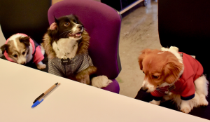 Dogs in the Office