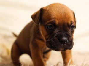 How to Treat Separation Anxiety in Dogs