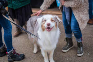 Should Strangers Pet Your Dog?