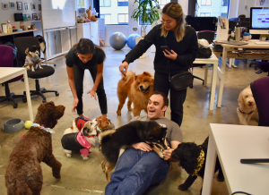 Take Your Dog to Work Day Pet Sitting