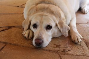 Diabetes in Dogs