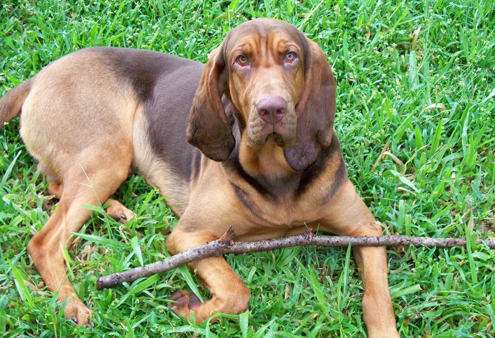 can bloodhounds smell better than other dogs