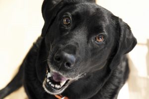 Myths and Facts About Blind Dogs