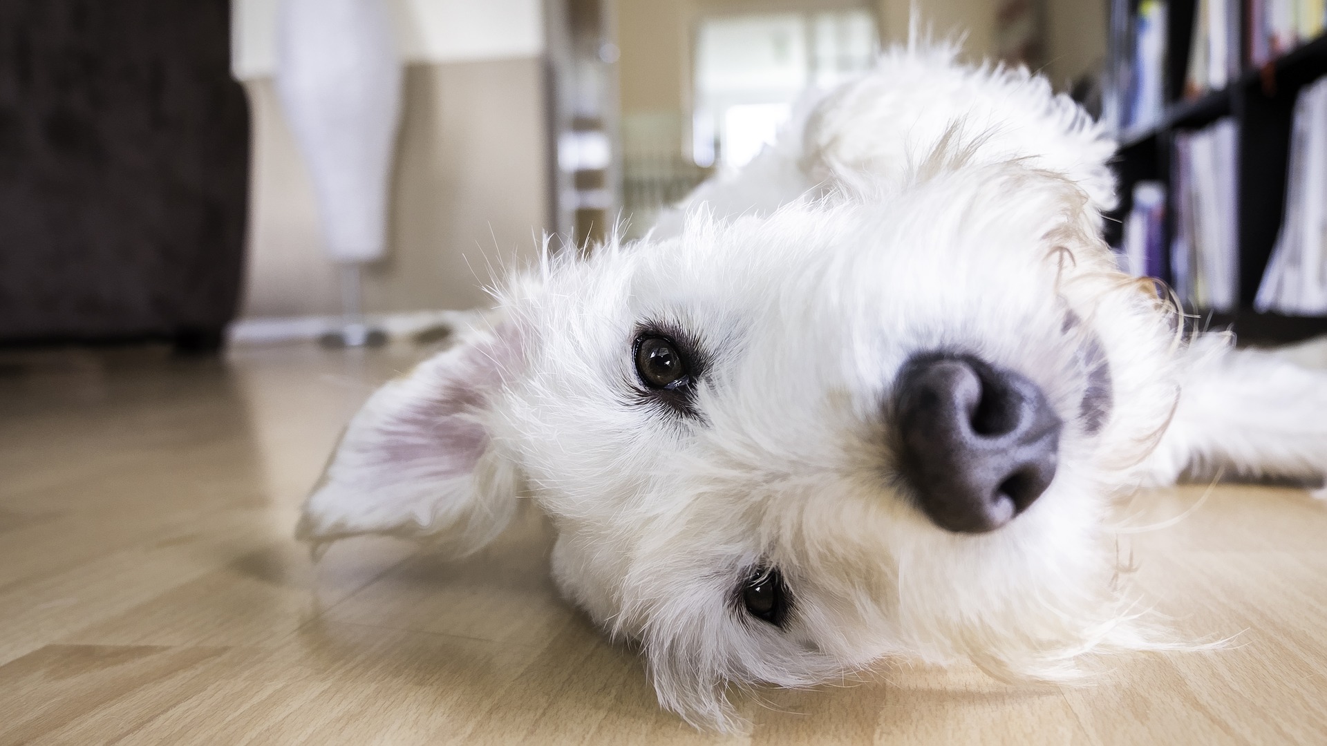 can puppies walk on tiles