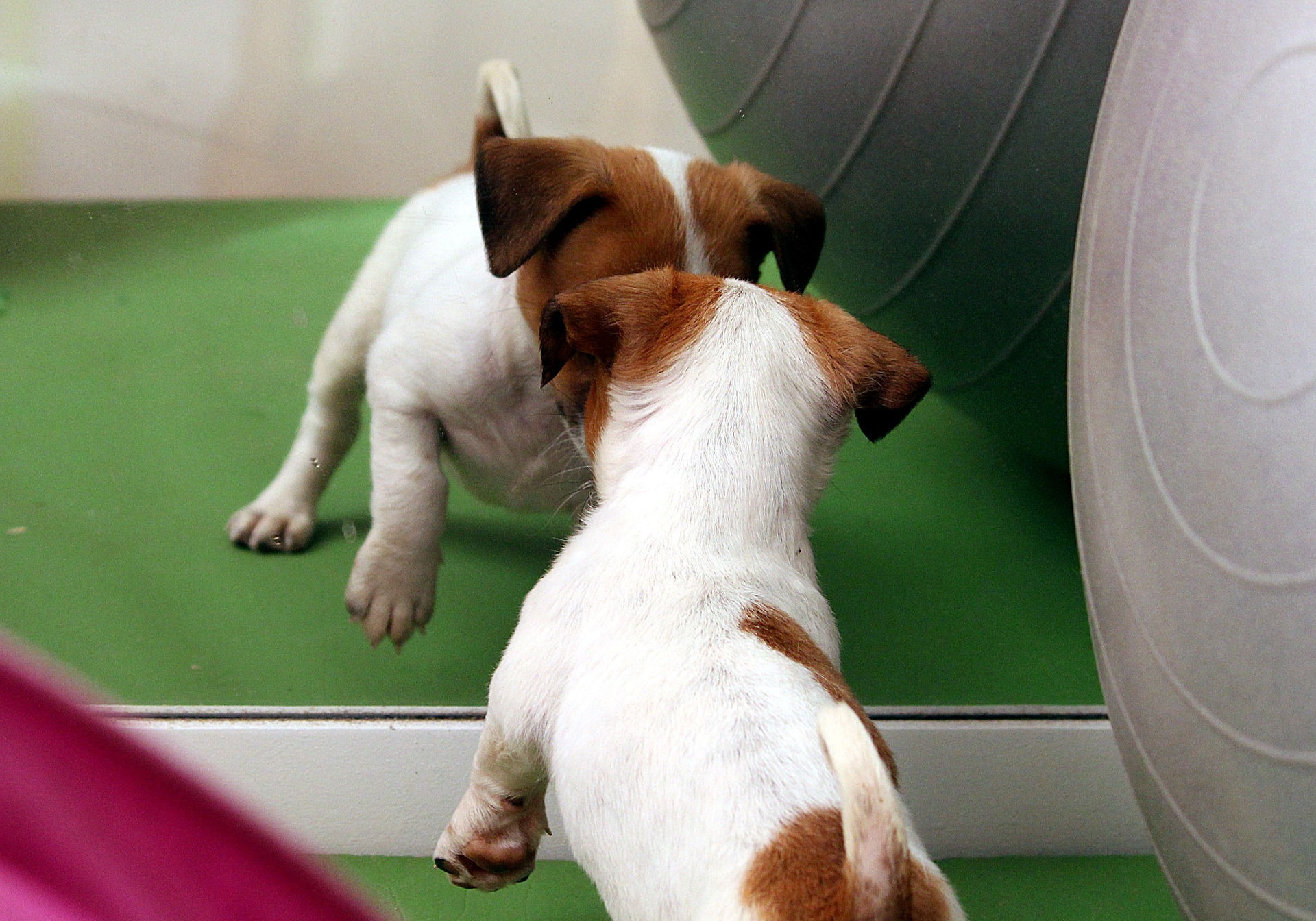 Do Dogs Understand Mirrors? We Unpack the Mystery