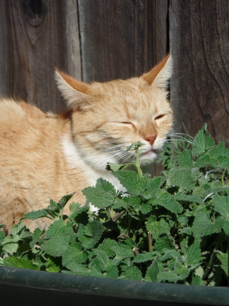 How Does Catnip Affect Cats Cat Health Mad Paws Blog