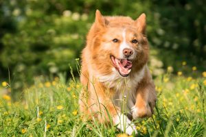 Spring Dangers for Dogs