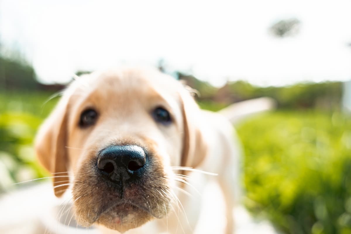 dog whiskers support their overall senses