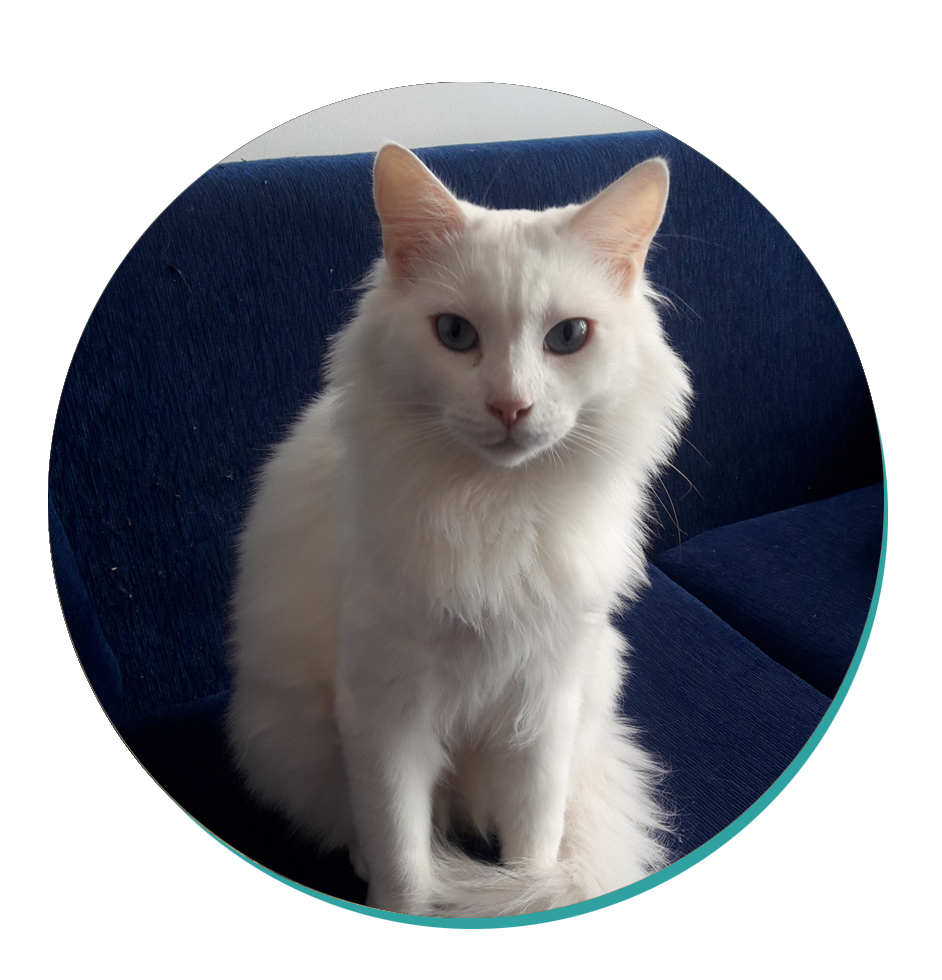 Turkish Angora: Cat Breeds | Breed Information | Mad Paws