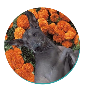 Xoloitzcuintli Dog Breeds