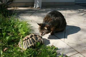 Unlikely Pairings between Cats and Other Animals