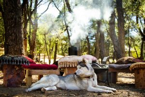 Bushfire Smoke and Dogs