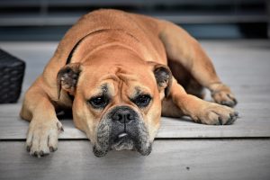 Bracycephalic Airway Syndrome in Dogs