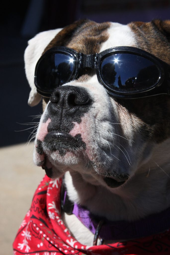 Eye Protection for Your Dog: What You Need to Know | Mad Paws Blog