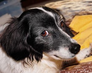Help Your Dog Age Gracefully