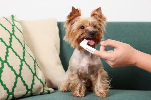 how often should I brush my dog's teeth