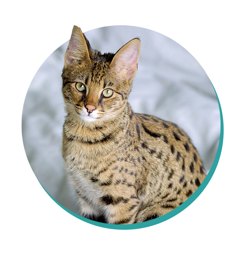 Savannah Cat Cat Breeds Breed Information Mad Paws