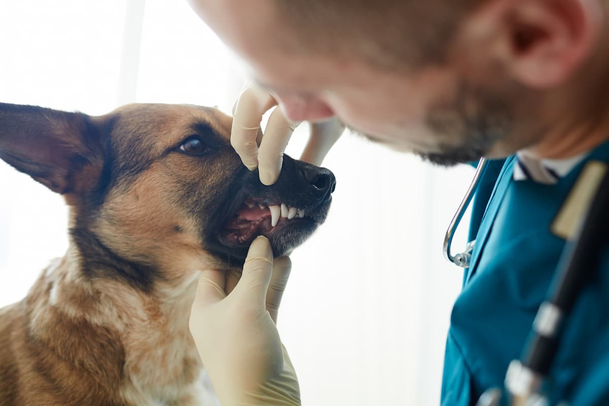 vet-checking-teeth-of-dog