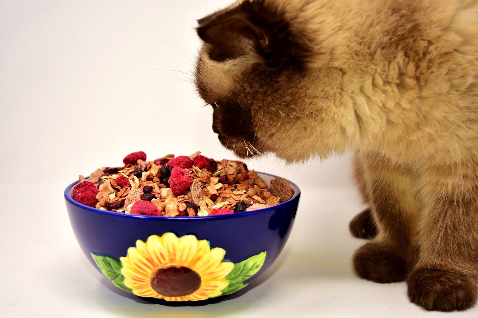 can-cats-eat-a-vegan-diet-cat-nutrition-mad-paws-blog