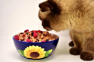 Can Cats Eat A Vegan Diet?