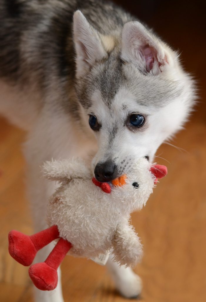 Can Dogs Eat Raw Chicken? | Dog Health and Nutrition | Mad Paws Blog