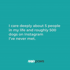 Top Instagram Dogs Mad Paws