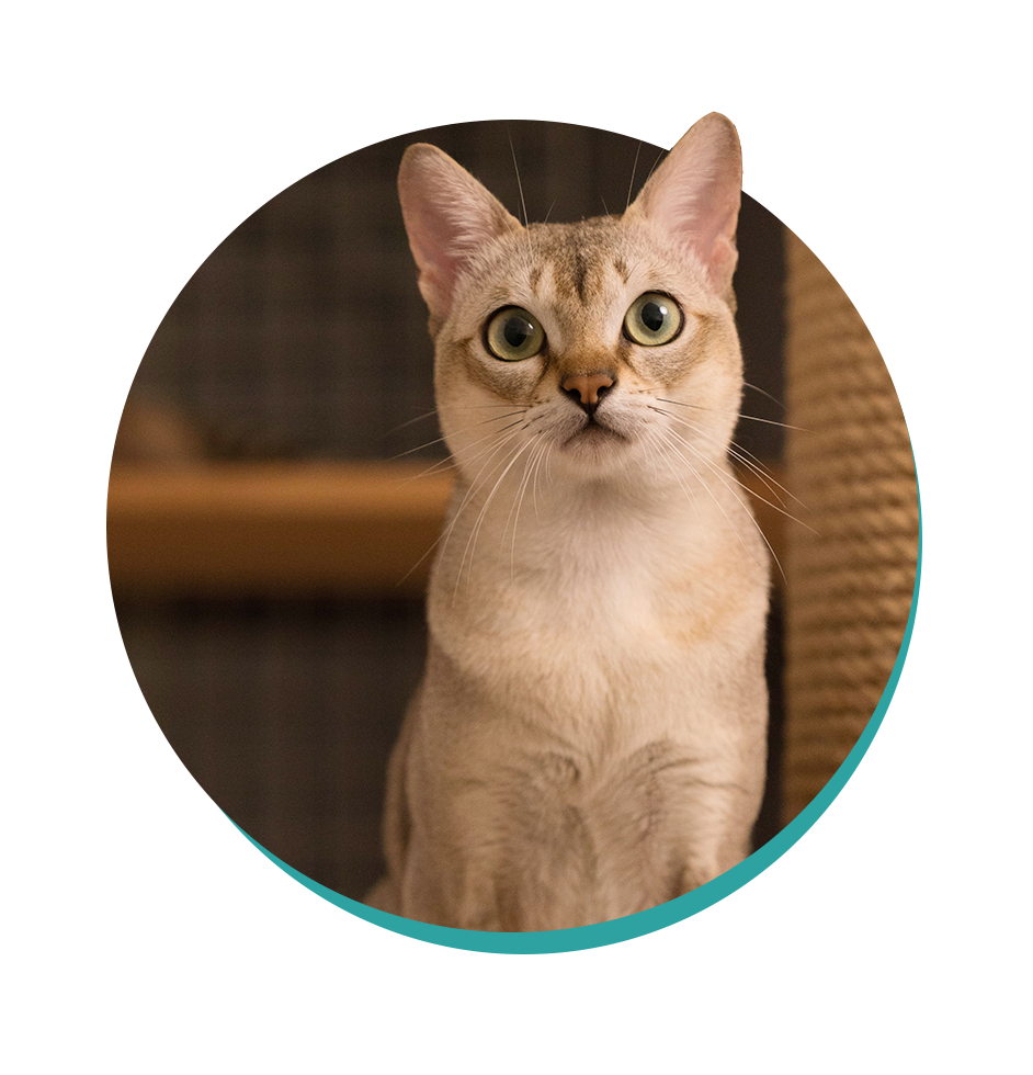 Singapura Cat: Cat Breeds | Breed Information | Mad Paws