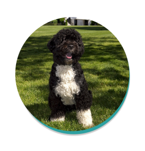 are portuguese water dog noisy