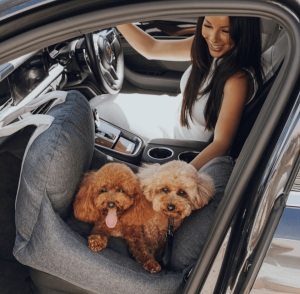 pet friendly hotels and road trips