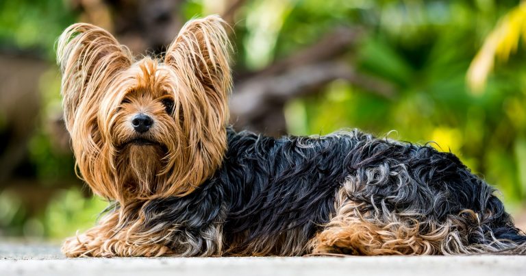 Dog Breeds with Beards | Beard Information | Mad Paws