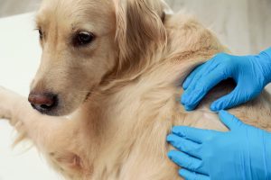 When flea tick and worm prevention is most important