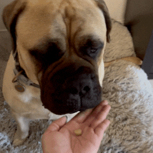 Dog worming in a tiny, tasty chew