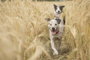 Healthy Dog