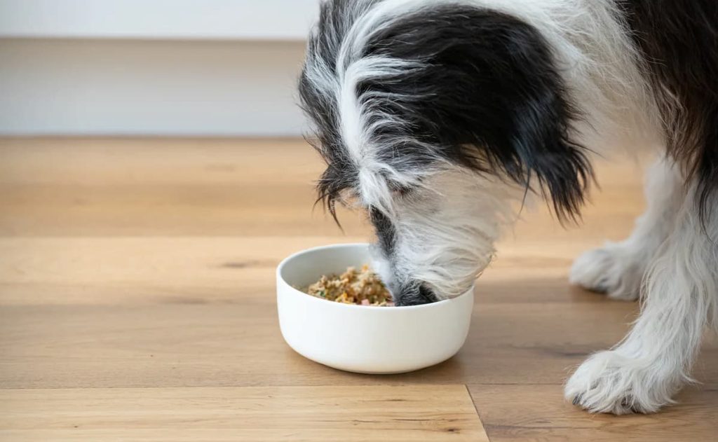 single protein dog food is perfect for those who are looking for a sensitive stomach dog food