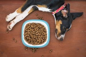 How to Choose the Right Kibble For My Dog