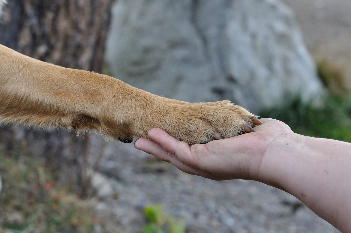 how-do-i-train-my-dog-to-shake-hands-mad-paws-blog